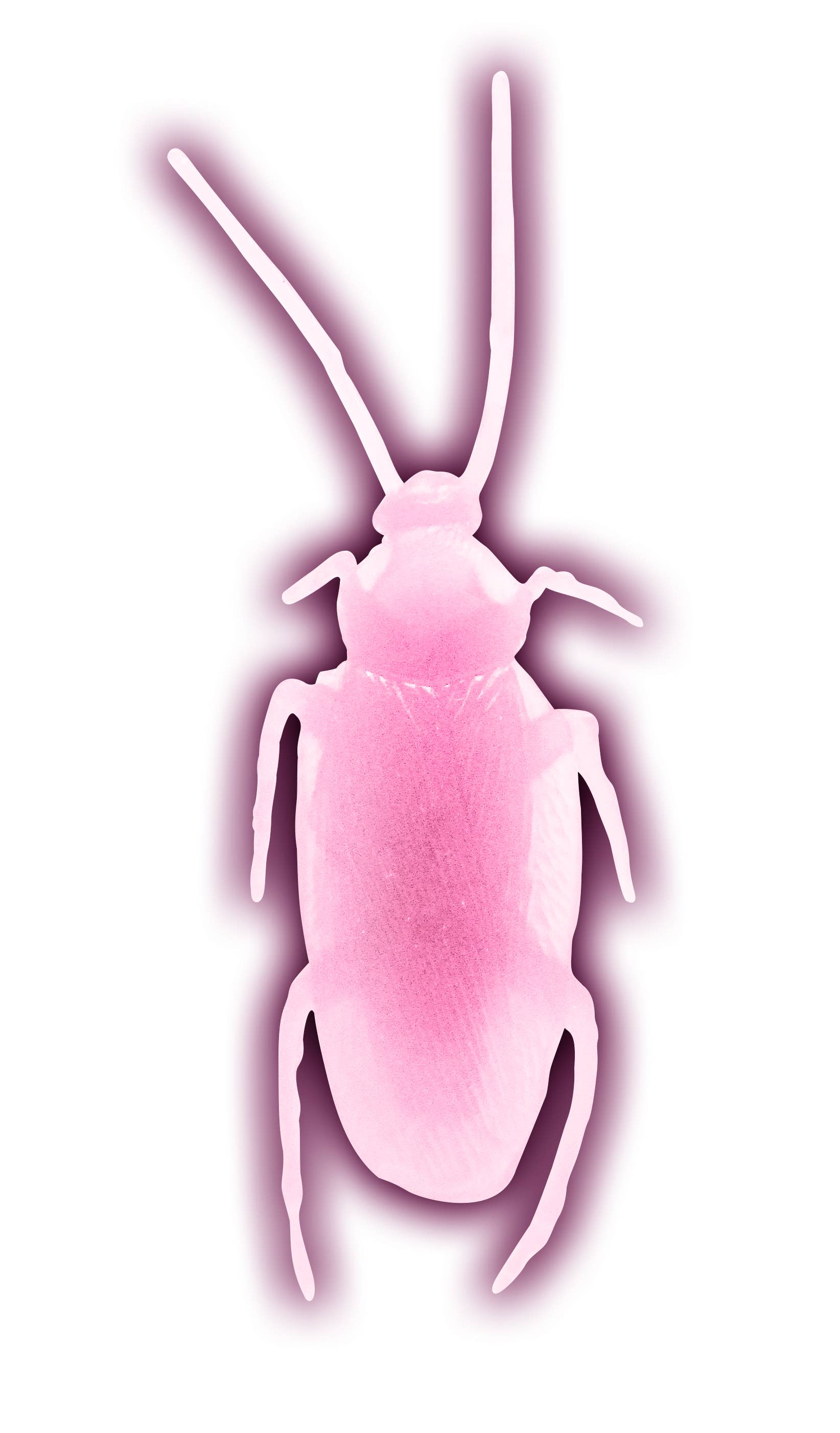 Flash Sales - Wholesale Gag Gift/Novelty Gift - Jbugly Crazy Cockroaches Glow in the Dark1
