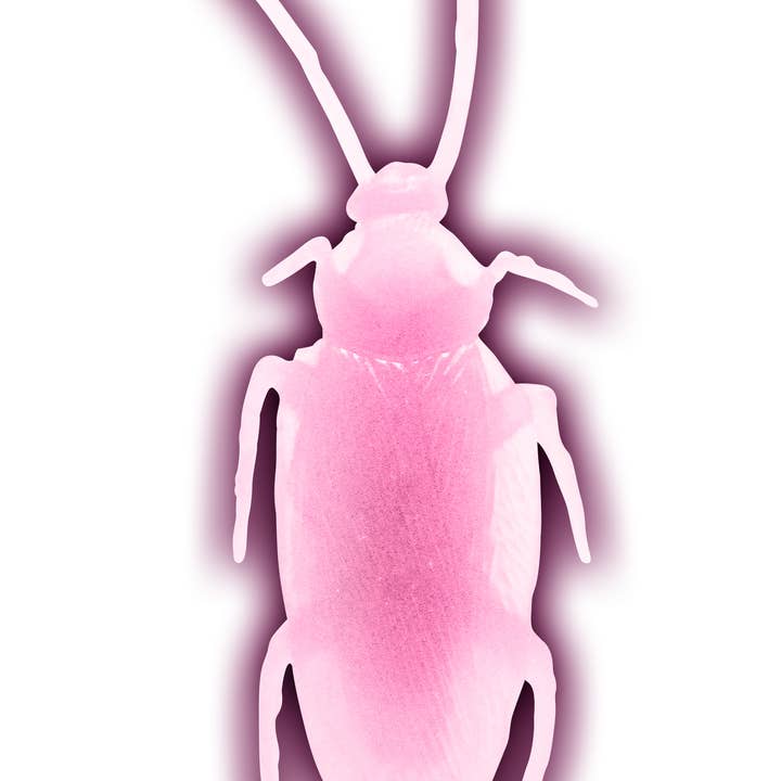 Flash Sales - Wholesale Gag Gift/Novelty Gift - Jbugly Crazy Cockroaches Glow in the Dark1