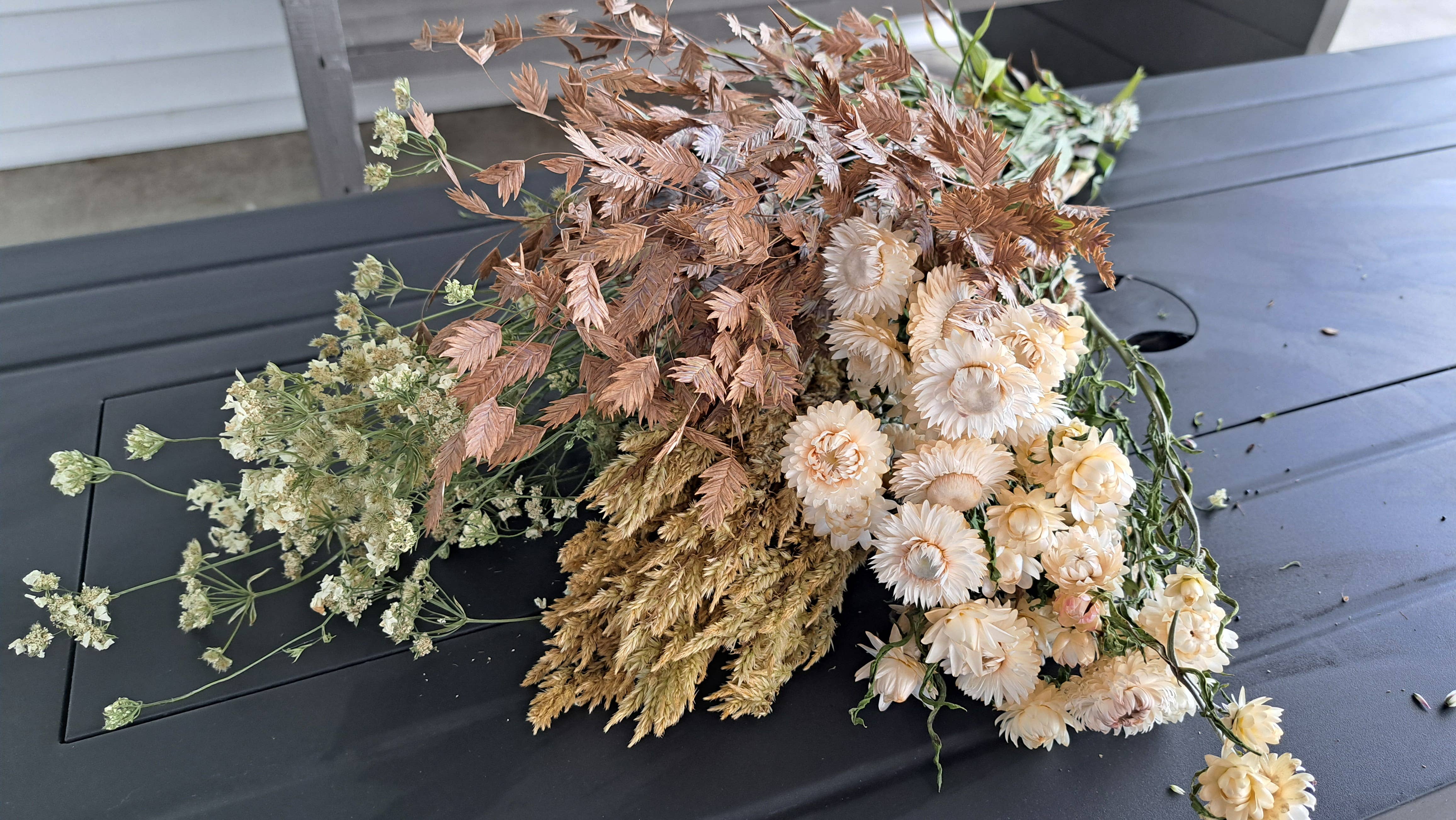 Fence Post Florals - Wholesale Dried/pressed flowers - Celosia-Sylphid1