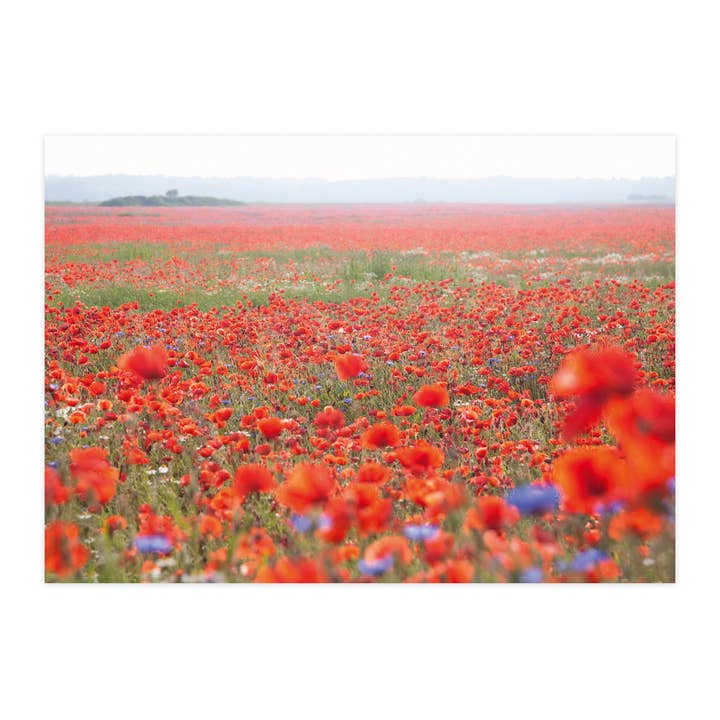 Carte postale "Champ de coquelicots" pour la vente par paruspaper. nutzfeine papeterie