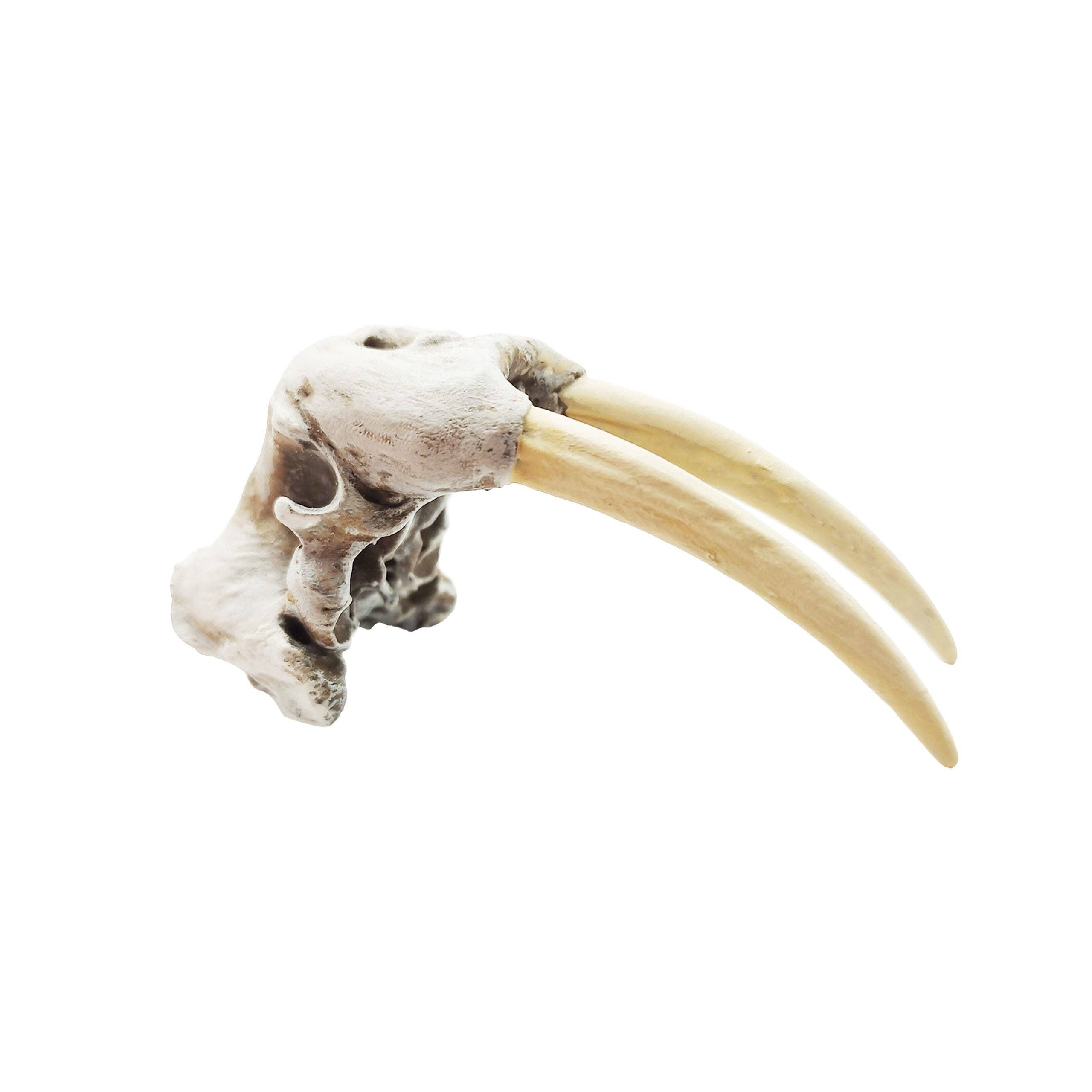The Scale Grail - Wholesale Decorative Figurine - Walrus Skull Replica7