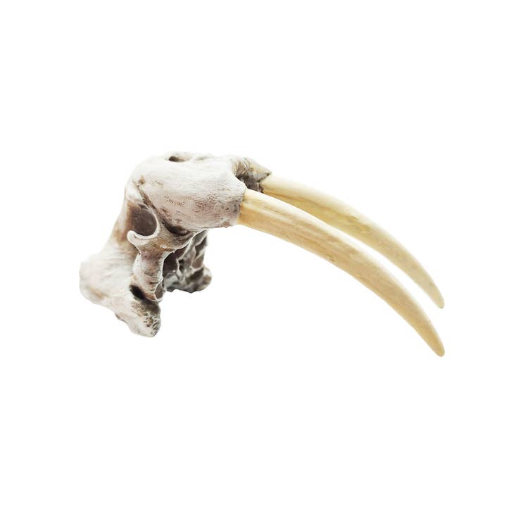 The Scale Grail - Wholesale Decorative Figurine - Walrus Skull Replica7