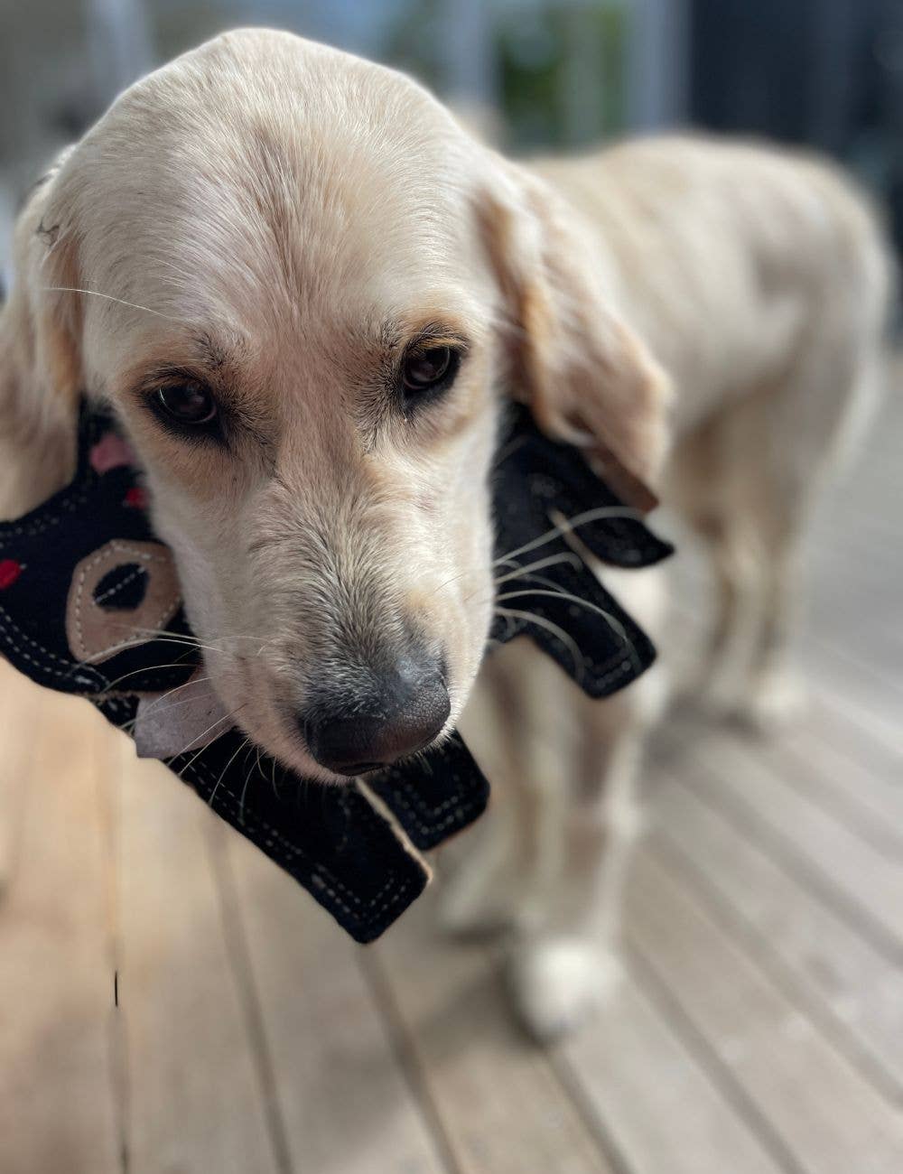 Outback Tails – wholesale Mjukisdjur - Hund – Outback filtleksak - Tassie Devil3