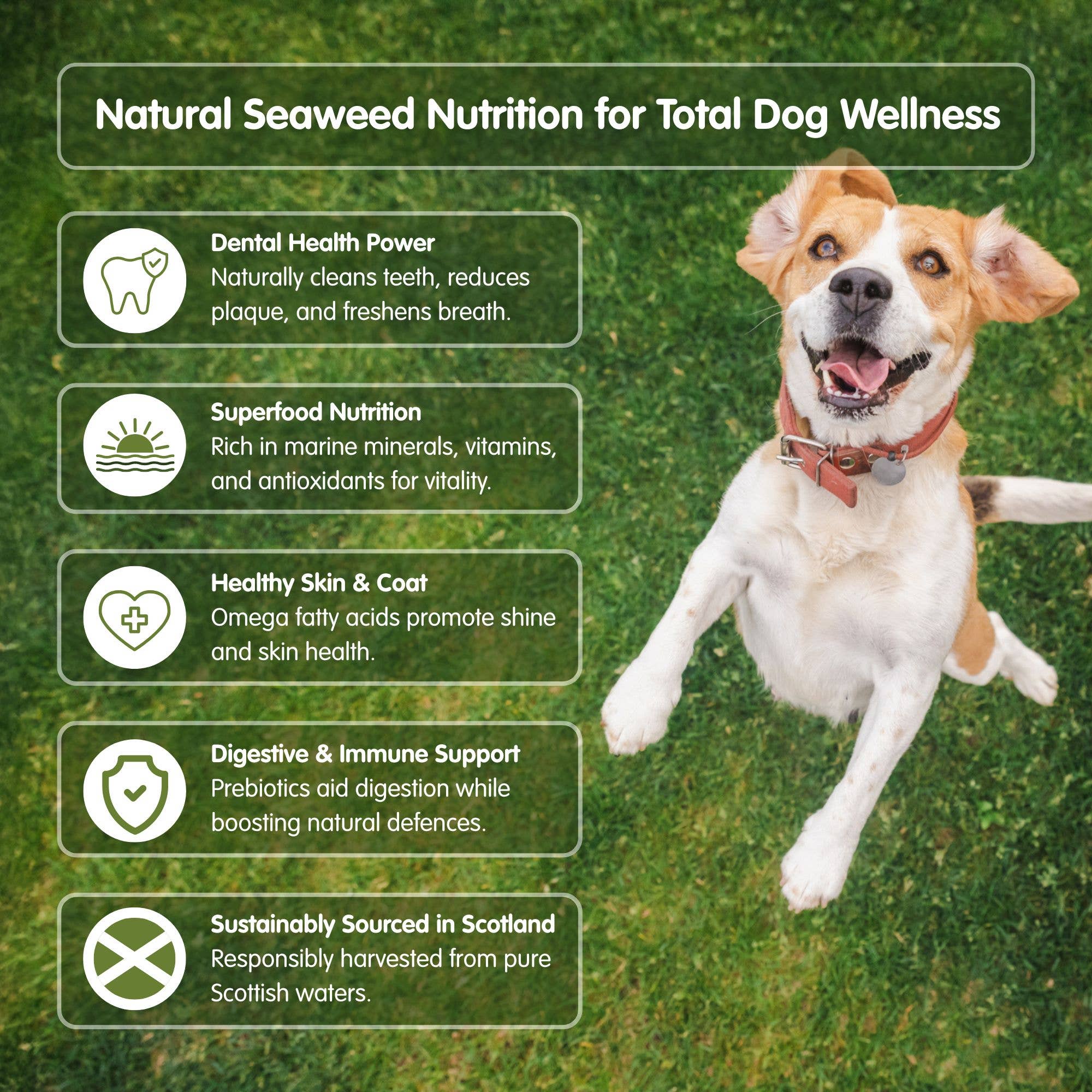 Pet Wiz – wholesale Pet food – Dog – 100% Organic Seaweed Meal1