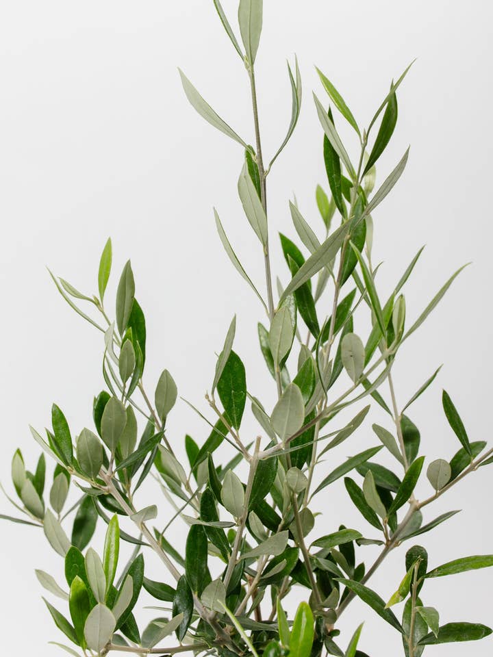 Indoor Olive Tree for wholesale by Lively Root