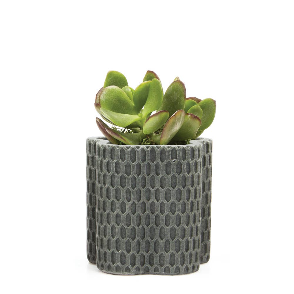 Chive - Wholesale Plant Pot - Stagma Succulent Planter Flower Pot For Indoor Plants SALE2