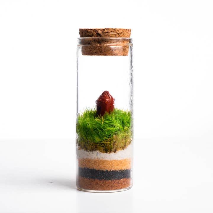 Ecodecs - Wholesale Terrarium - Zelfvoorzienend terrarium met mineraal - Miniterra