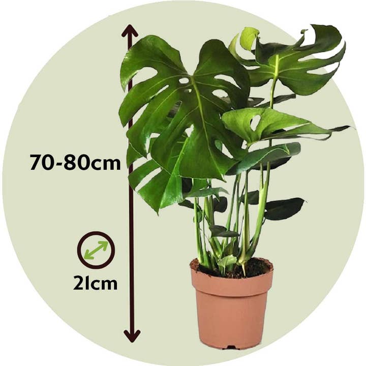 Oasis of Life - Wholesale Live plant - Monstera Swiss Cheese Plant – Monstera Deliciosa – Height 70–80cm – Ø21cm – Air-purifying houseplant with large perforated leaves – Easy-care tropical climbing plant for living room & office3