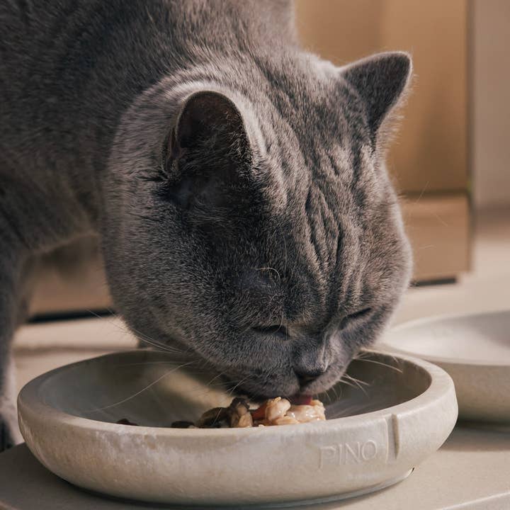 PINO - Wholesale Pet Bowl - Cat - Whisker Friendly Bowl10