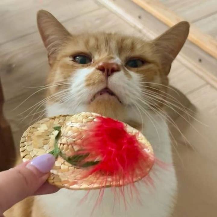 WufWuf - Wholesale Pet Toy - Cat - World of Pets Straw Hat Cat Toy with Catnip
