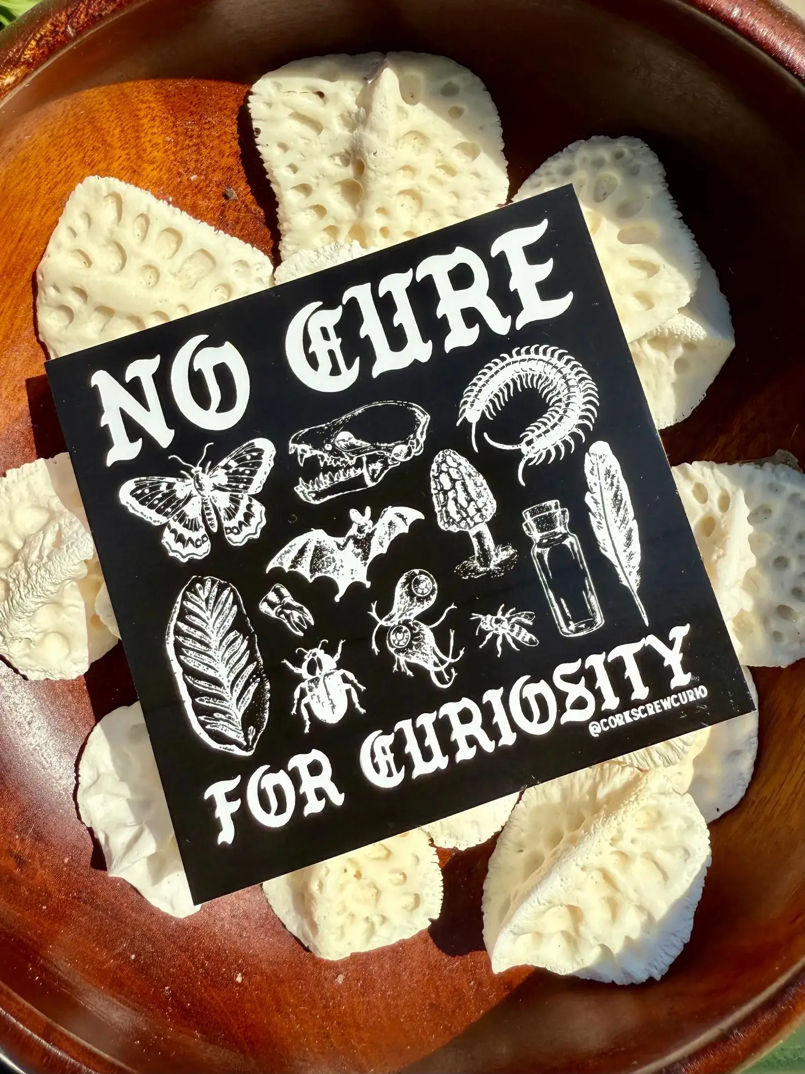 Corkscrew Curiosities - Wholesale Sticker - No Cure for Curiosity Sticker - Oddities & Curiosities0