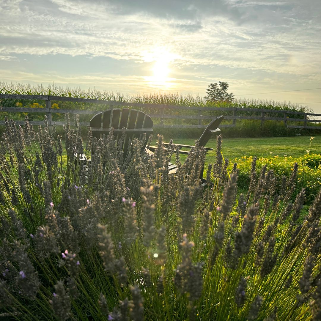 Hereward Farms - Wholesale Dried/Pressed Flowers - Lavender | Dried French Lavender Bunch5