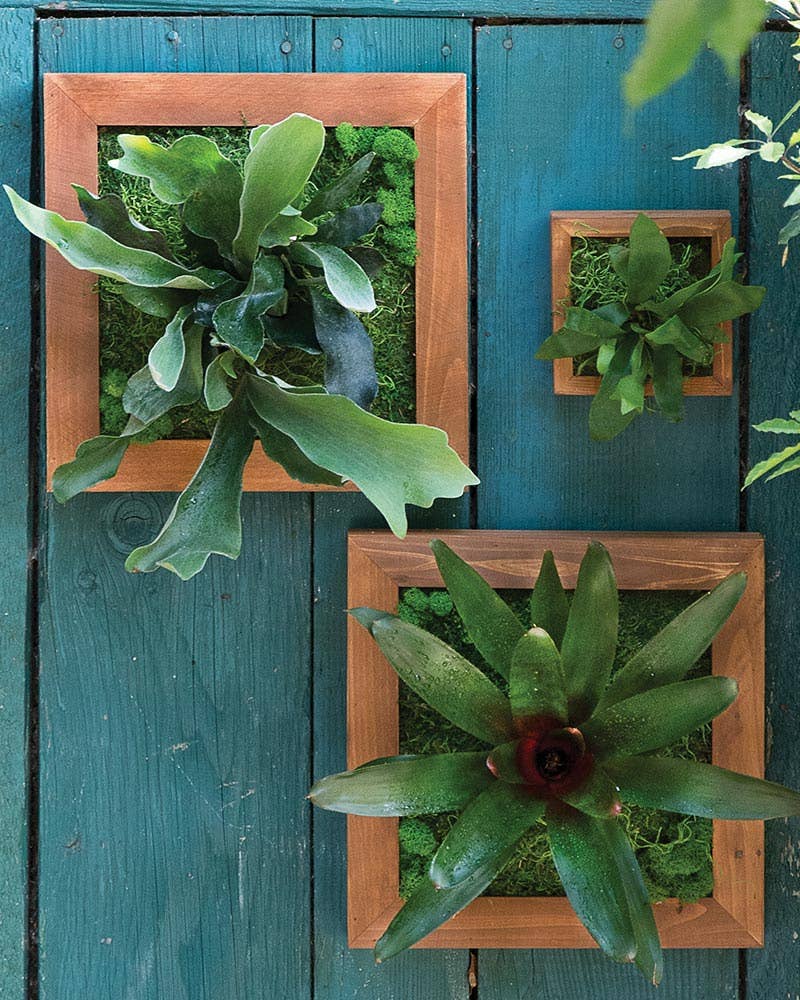 Färsk grön Staghorn Fern Kit för wholesale på Faire1