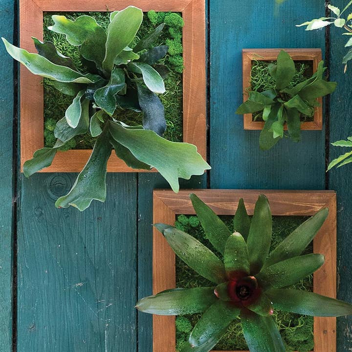 Fresh Green Staghorn Fern Kit for wholesale on Faire1