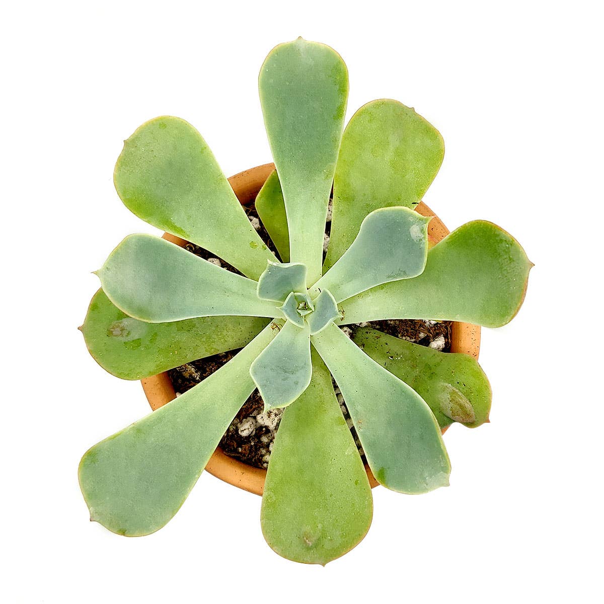 Best Plant Friend - Wholesale Succulent - Echeveria Raindrops - Unusual Succulent in 2in/4in Pot3