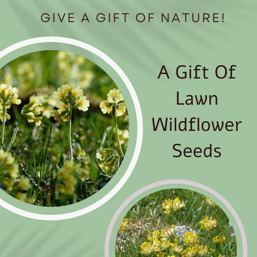 Seeds with Love - Wholesale Everyday Greeting Card - Highland cow and wildflour Greeting card with a gift o seed1