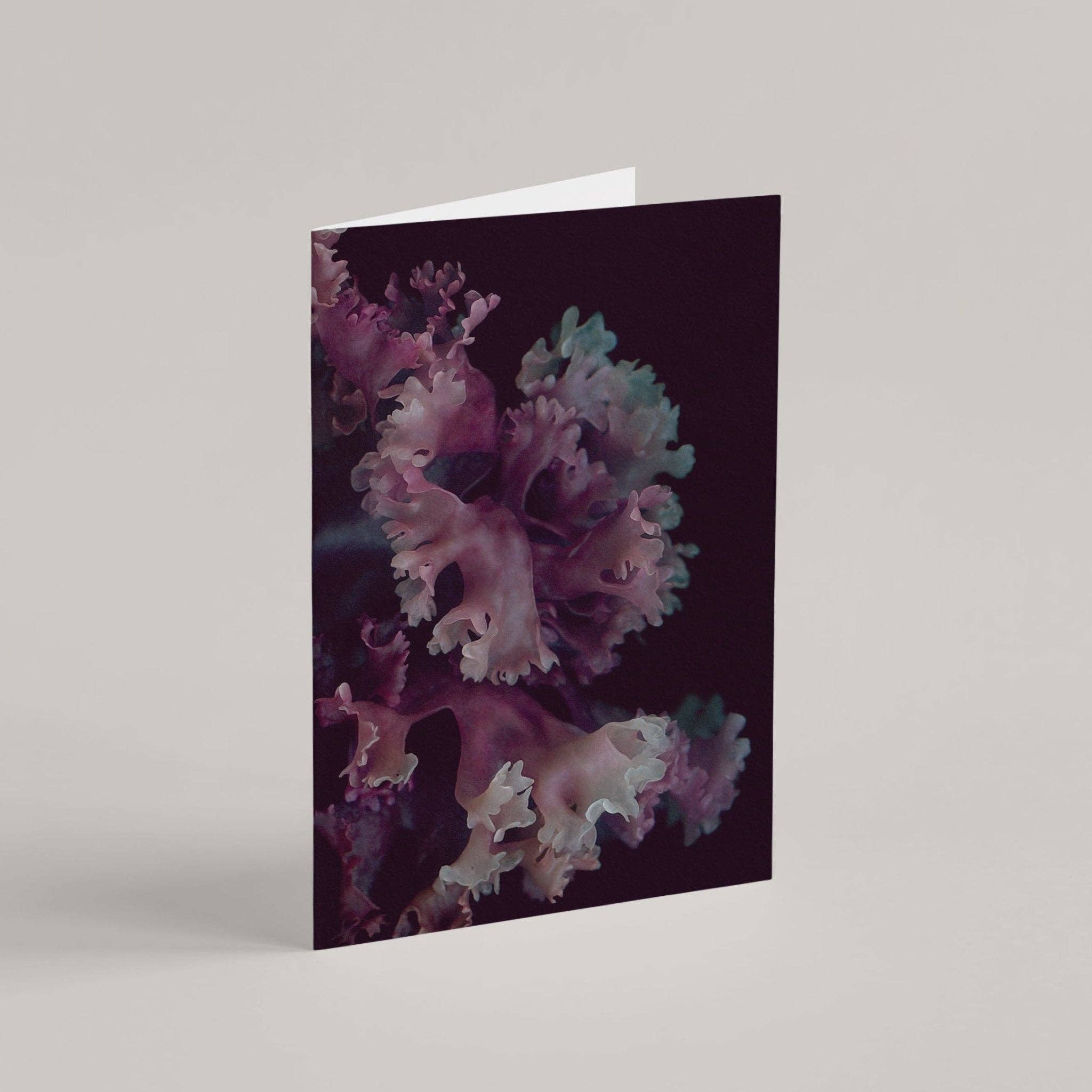 Raoul & Simone - Wholesale Everyday greeting card - Greeting Card / Chondrus Crispus0