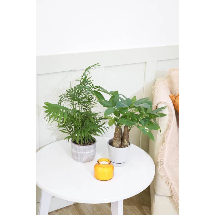 Best Plant Friend - Wholesale Live Plant - Neanthe Bella Palm - Air-purifying Live Plants - 4/6in Pot
