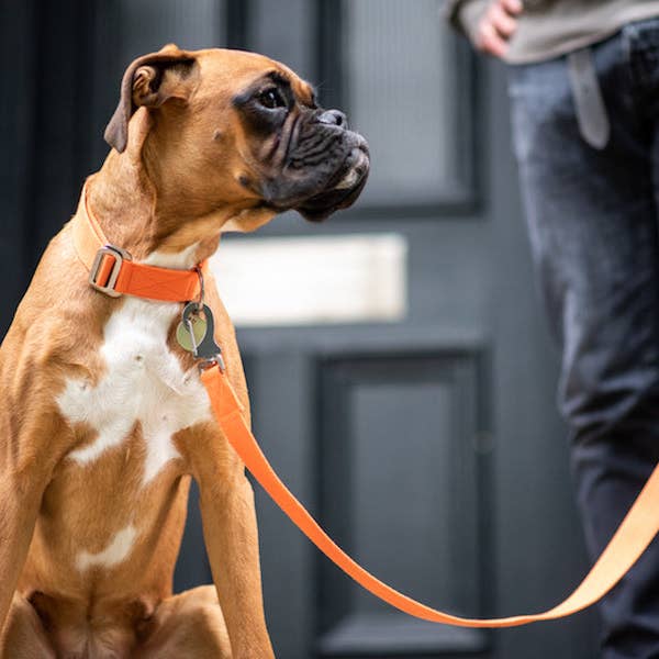 Orange Dog Collars for wholesale by HINDQUARTERS