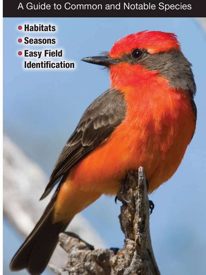 Aves do Texas Big Bend por atacado de Quick Reference Publishing, Inc