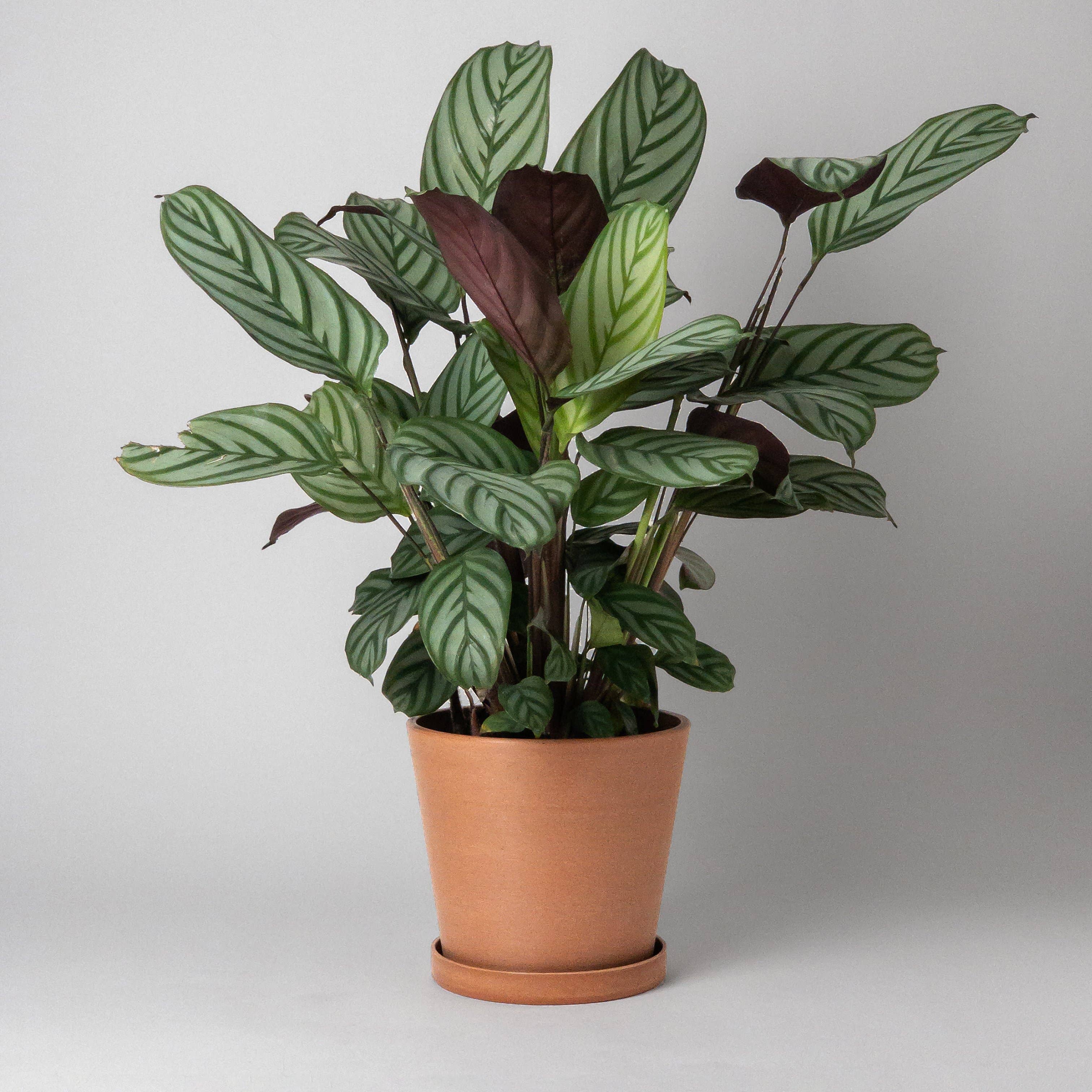 Kanso Designs - Wholesale Plant Pot - 7" Tapered Signature Planter Pot & Saucer Set | Earth Tones9