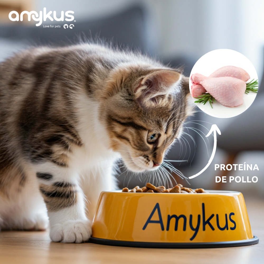 Amykus - Venta al por mayor Comida - Gatos - Amykus Original Kitty - Pienso para gatitos3