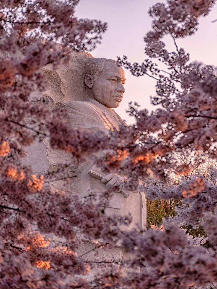 Washington DC-affisch - körsbärsblommor för wholesale av Posters & Puzzles