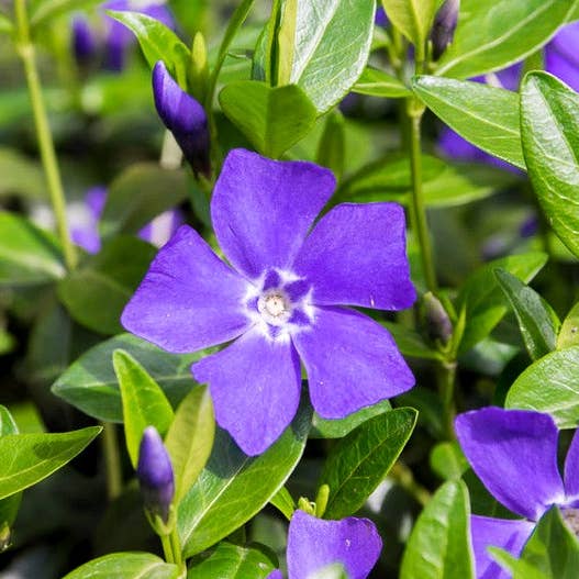 GardenPerspective - Wholesale Live Plant - 5 Periwinkle - Vinca Minor Perennial Live Bare Root Plamts