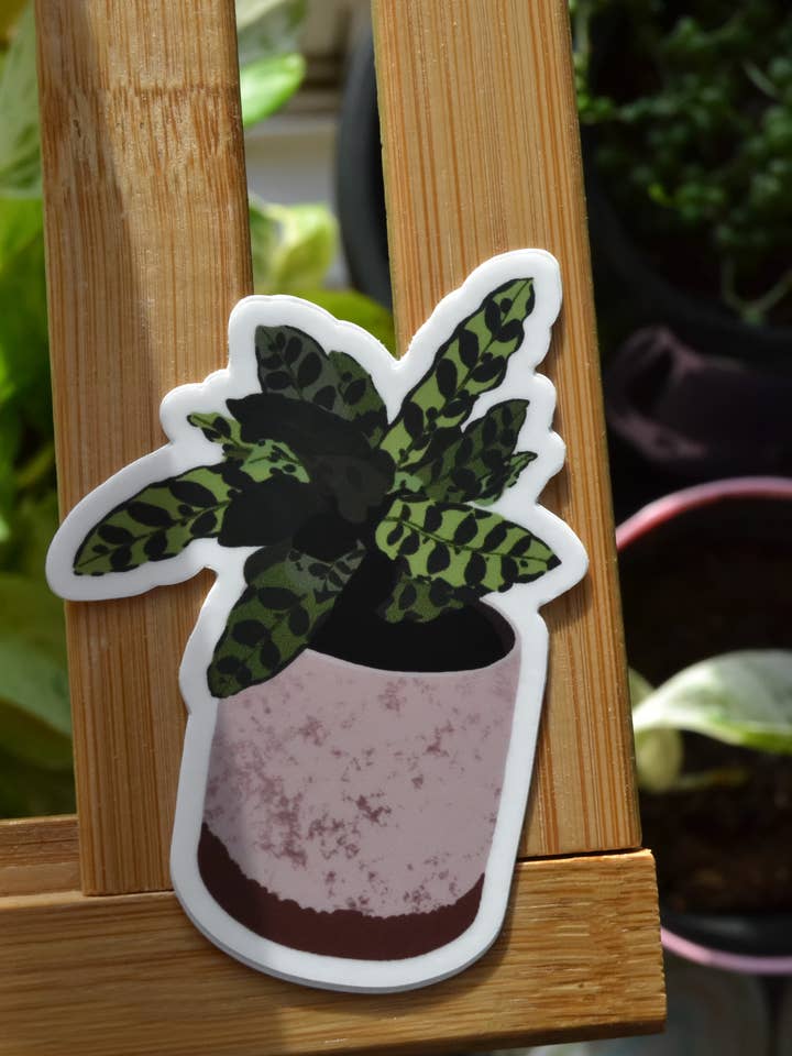 Rattlesnake Plant Sticker for wholesale by Split Leaf Designs