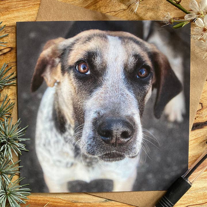 Grantham the Hound Puppy Greeting Card for wholesale by Alex Sharp