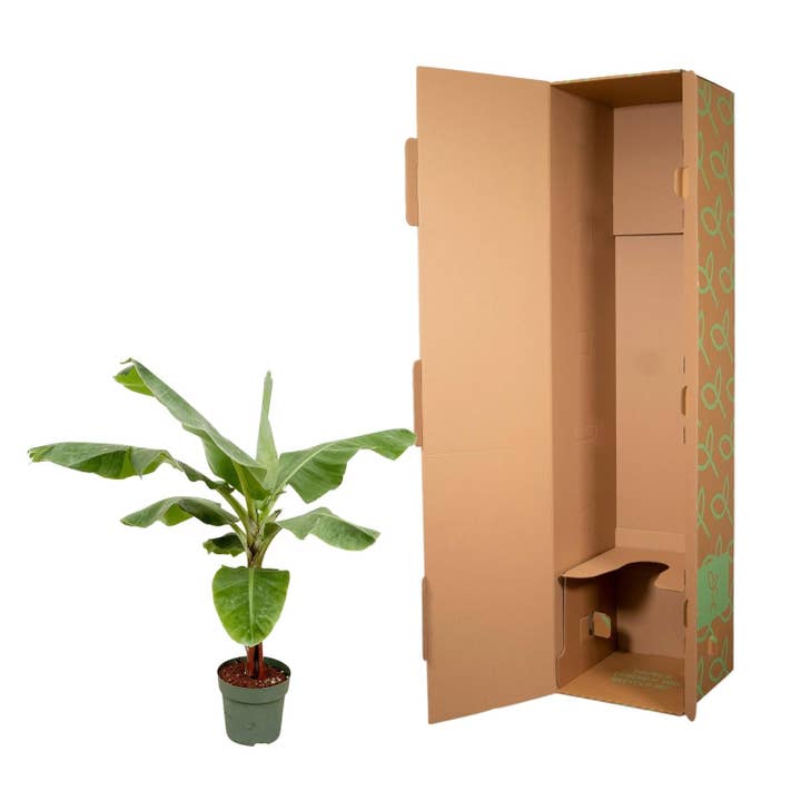 Oasis of Life - Wholesale Live Plant - Banana plant – Musa – approx. 160 cm high – Ø30 cm – tropical houseplant – large green leaves – decorative & easy to care for3