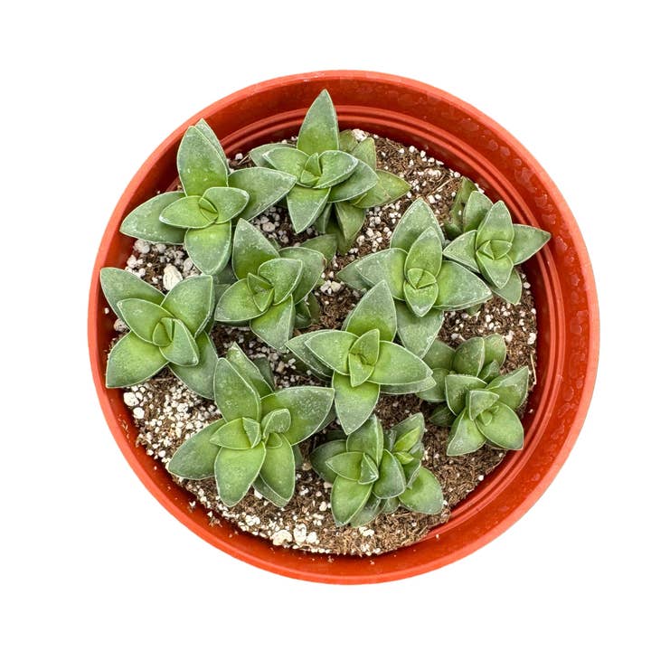 Succulent Wholesale - Wholesale Succulent - Assorted Succulents | 4 inch4