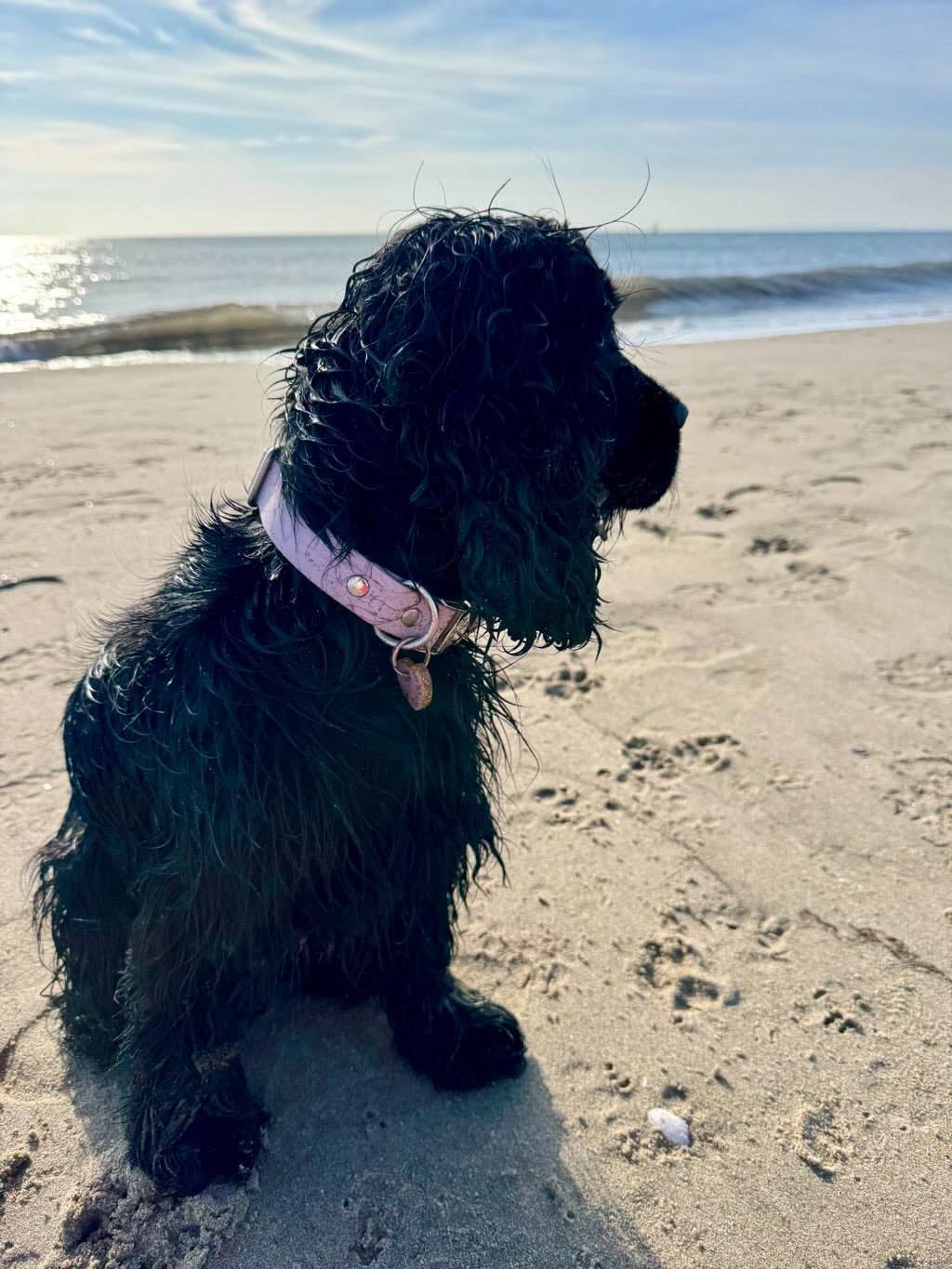 Splash By Happy - Wholesale Pet Collar - Dog - Biothane® clip necklace39