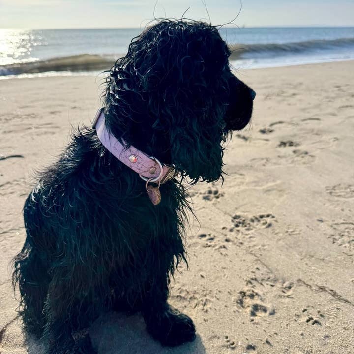 Splash By Happy - Wholesale Pet Collar - Dog - Biothane® clip necklace39