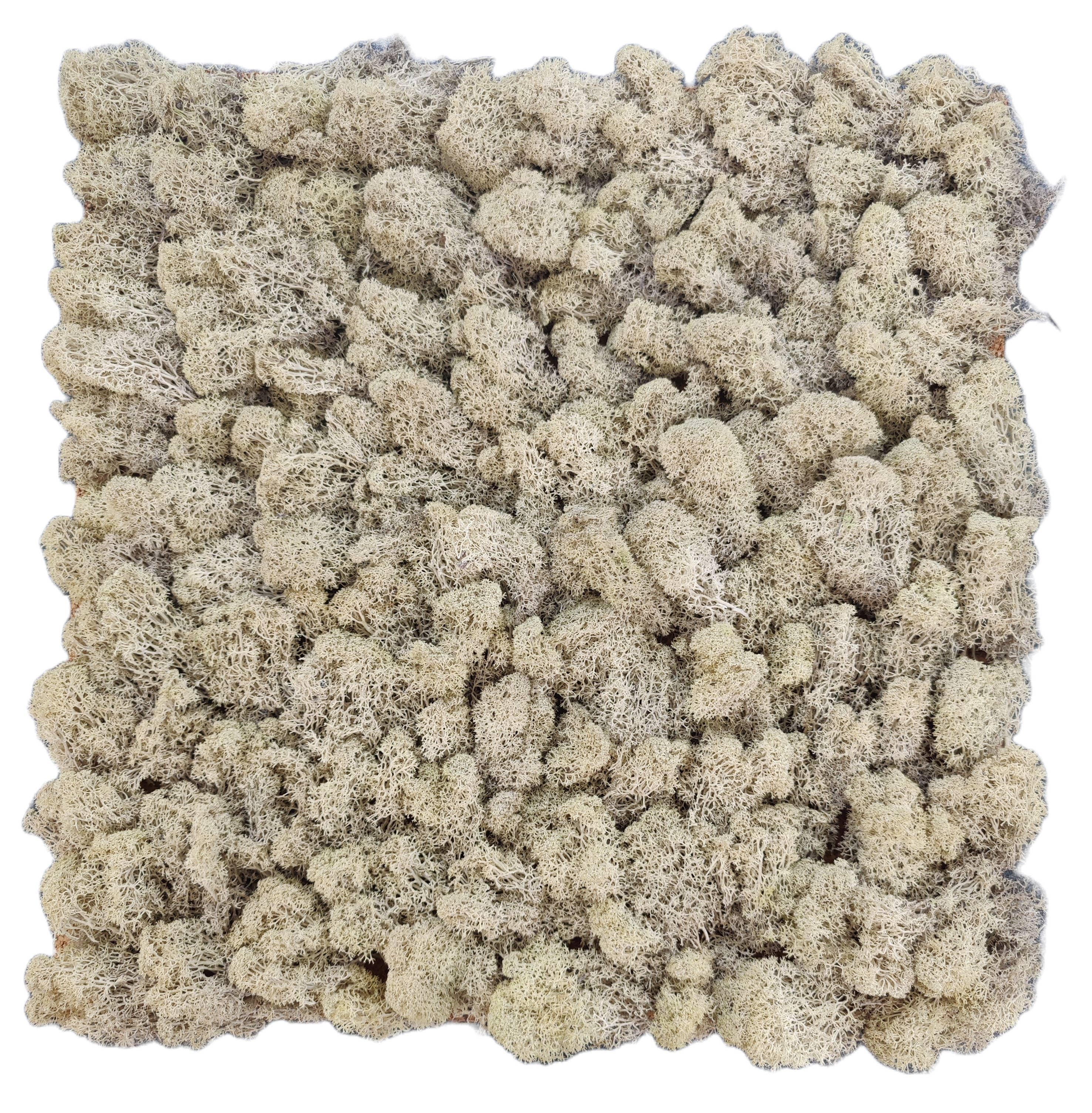 Moss House - Wholesale Wall Accent - Reindeer Moss Lichen Panel 50x50 cm Cream - MossHouse1