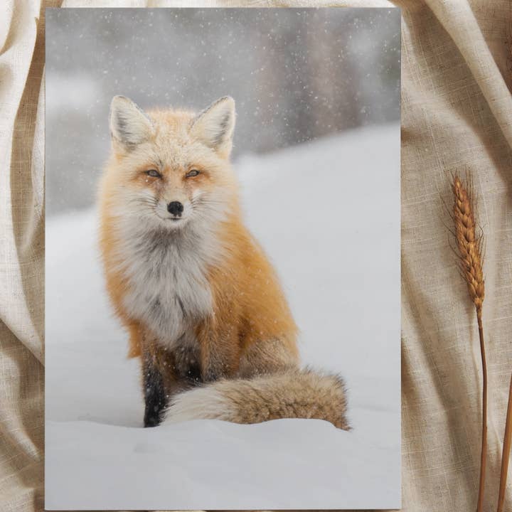 Red Fox in Snow Fine Art Photo Print (8x10in) and other Purchase Wholesale snow fox. Free Returns & Net 60 Terms on Faire trending on Faire.