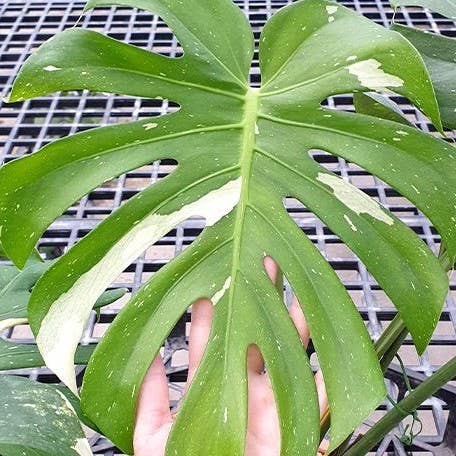 OrchidBox - Vendita all'ingrosso Piante vive - Monstera deliciosa 'Thai Constellation' variegata 2,5"0