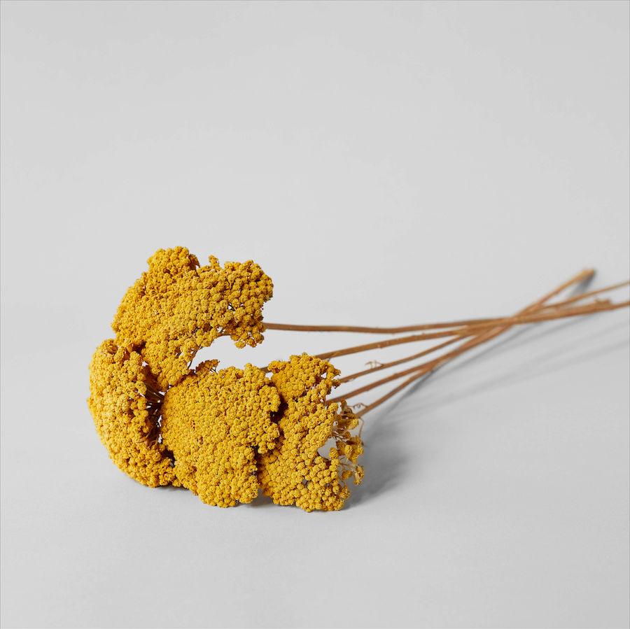 Bloomist - Wholesale Dried/Pressed Flowers - Dried Natural Yarrow5