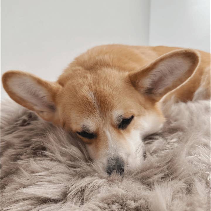 Mellow – wholesale Pet mat – Dog – Square or Rectangular Natural Sheepskin Pet Mat - Greige5