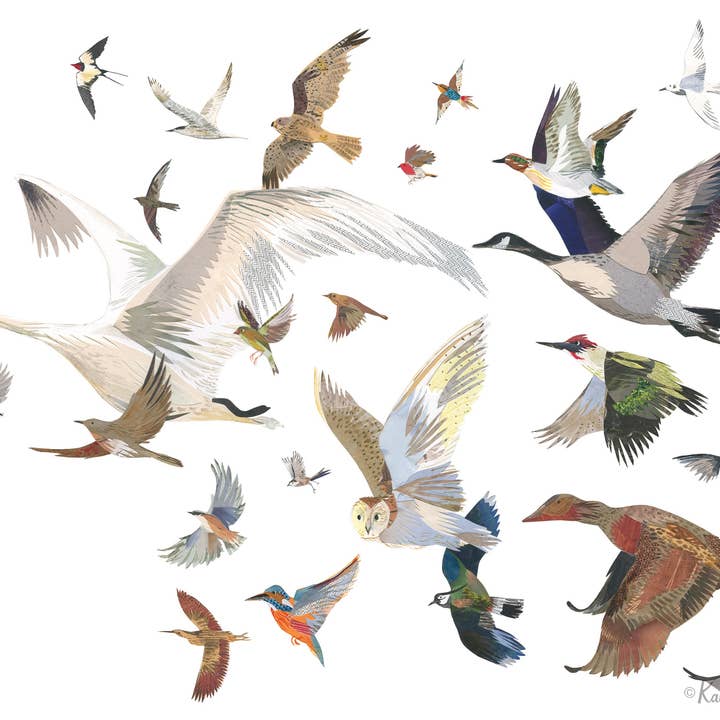 26 Birds Illustration Print for wholesale by Kate Slater