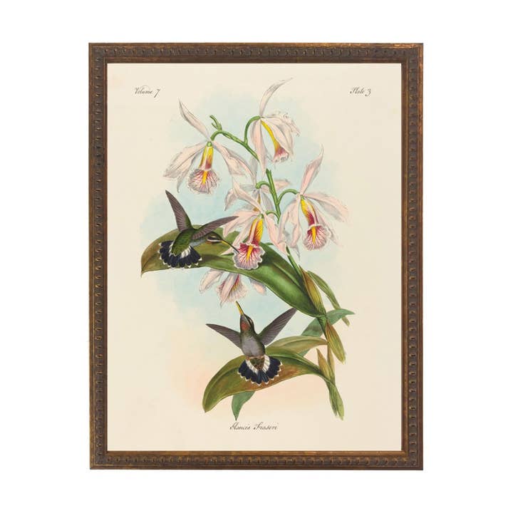 Vintage hummingbirds bookplate C on a distressed background for wholesale by Antique Curiosities Inc