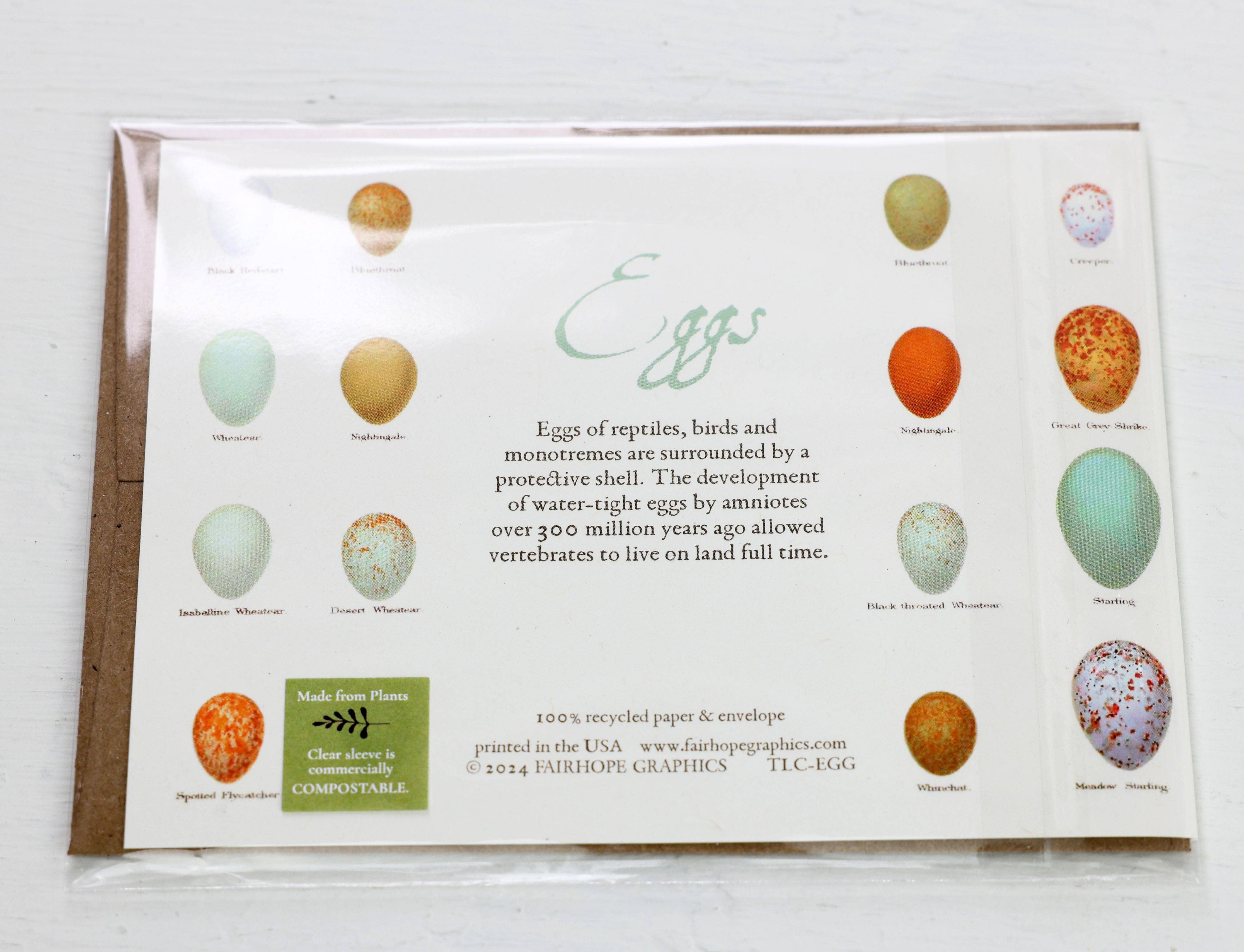 Fairhope Graphics - Wholesale Easter Card - Eggs Card2