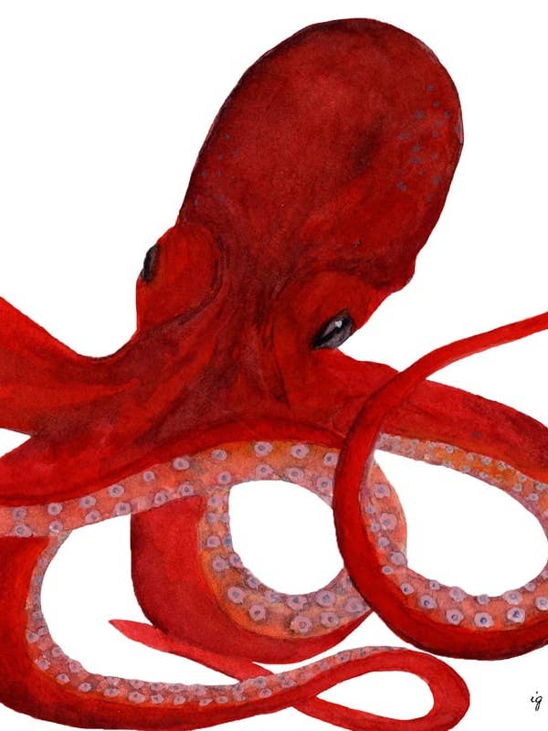 Octopus for wholesale by SAS {Seattle Art Studio}