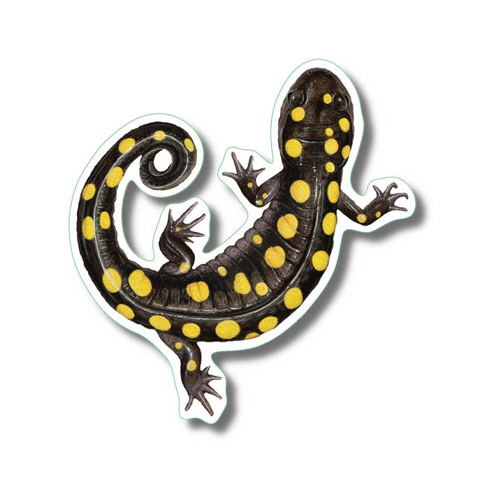 Earth Sky + Water - Wholesale Sticker - Spotted Salamander Nature Nature Sticker, 3.5" wide1
