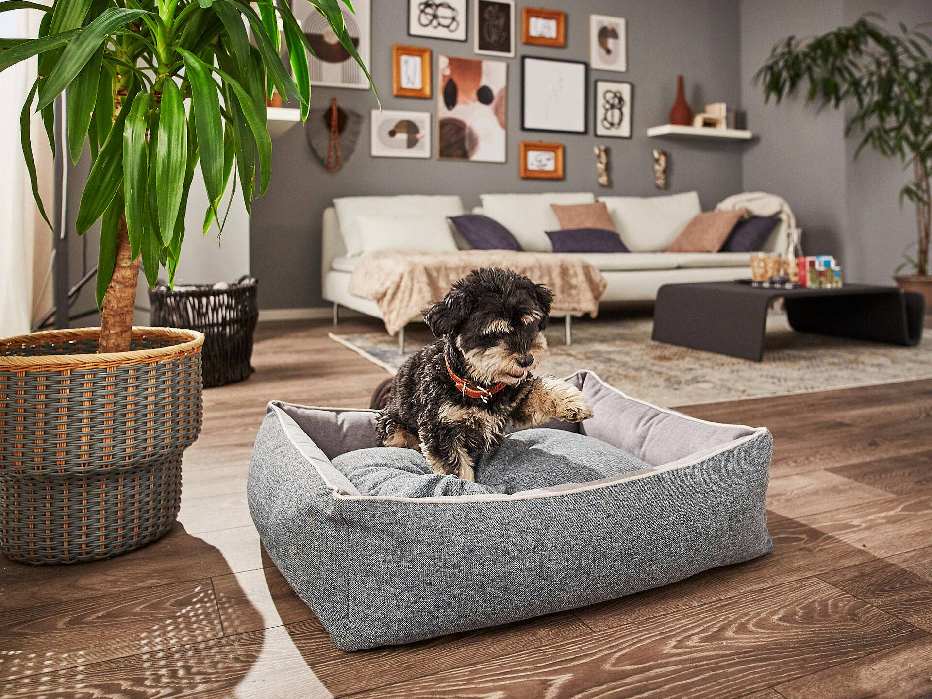 LABONI - Volentis GmbH - Wholesale Pet Bed - Dog - SCALA classic pet bed6