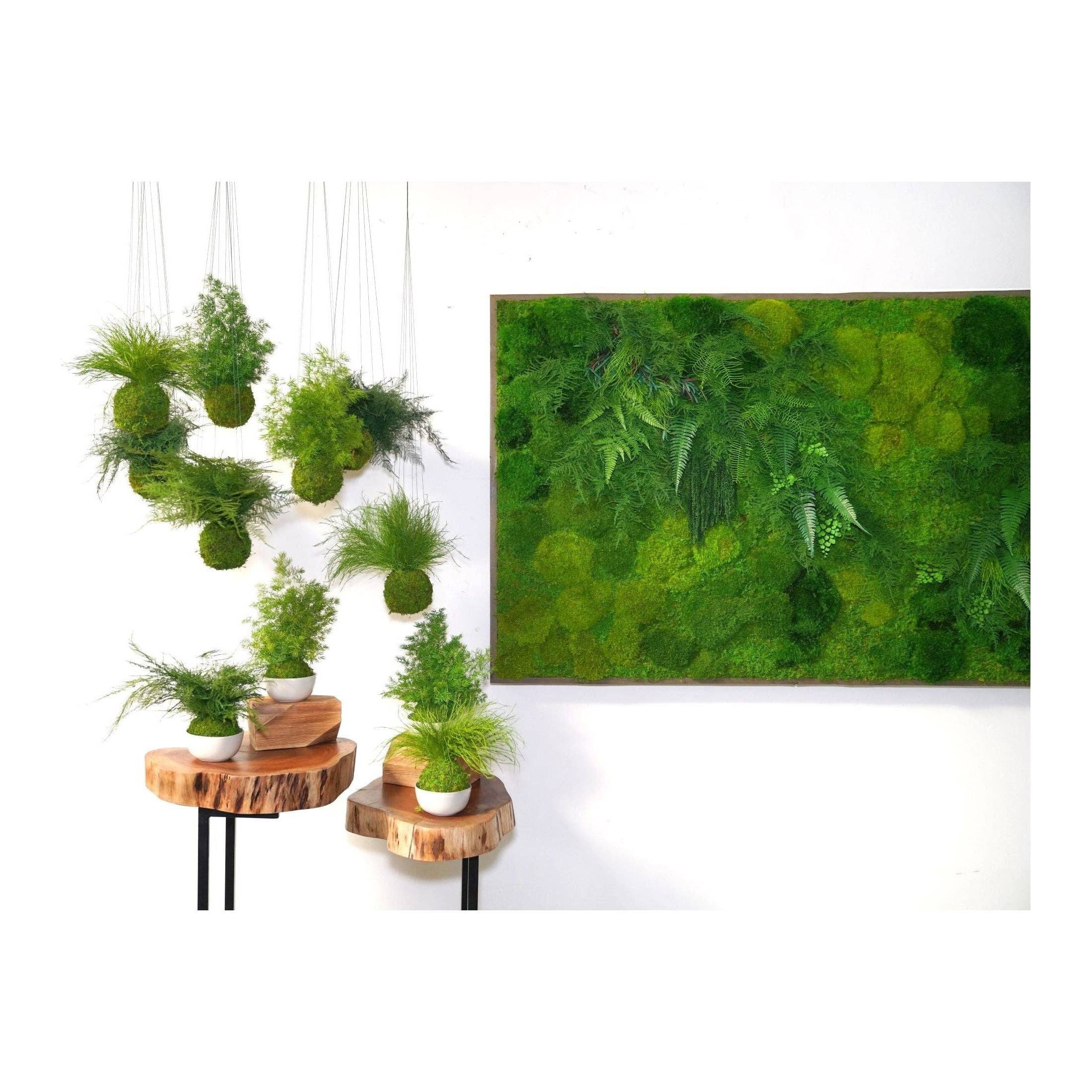 Artisan Moss - Wholesale Live Plant - Featherleaf Fern Kokedama - Sitting or Hanging - Preserved Moss and Fern Plant4