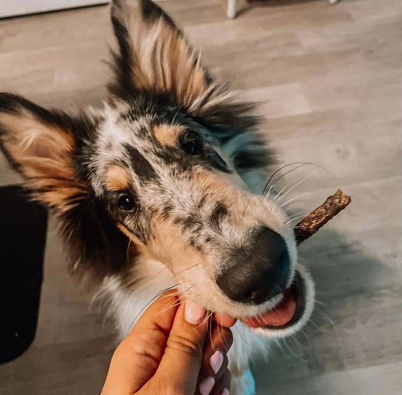 Tilted Barn Pet Co. - Vente Friandises – chien - Friandises Canadian Bacon Miniwags pour chiens 100g/3,53 oz3