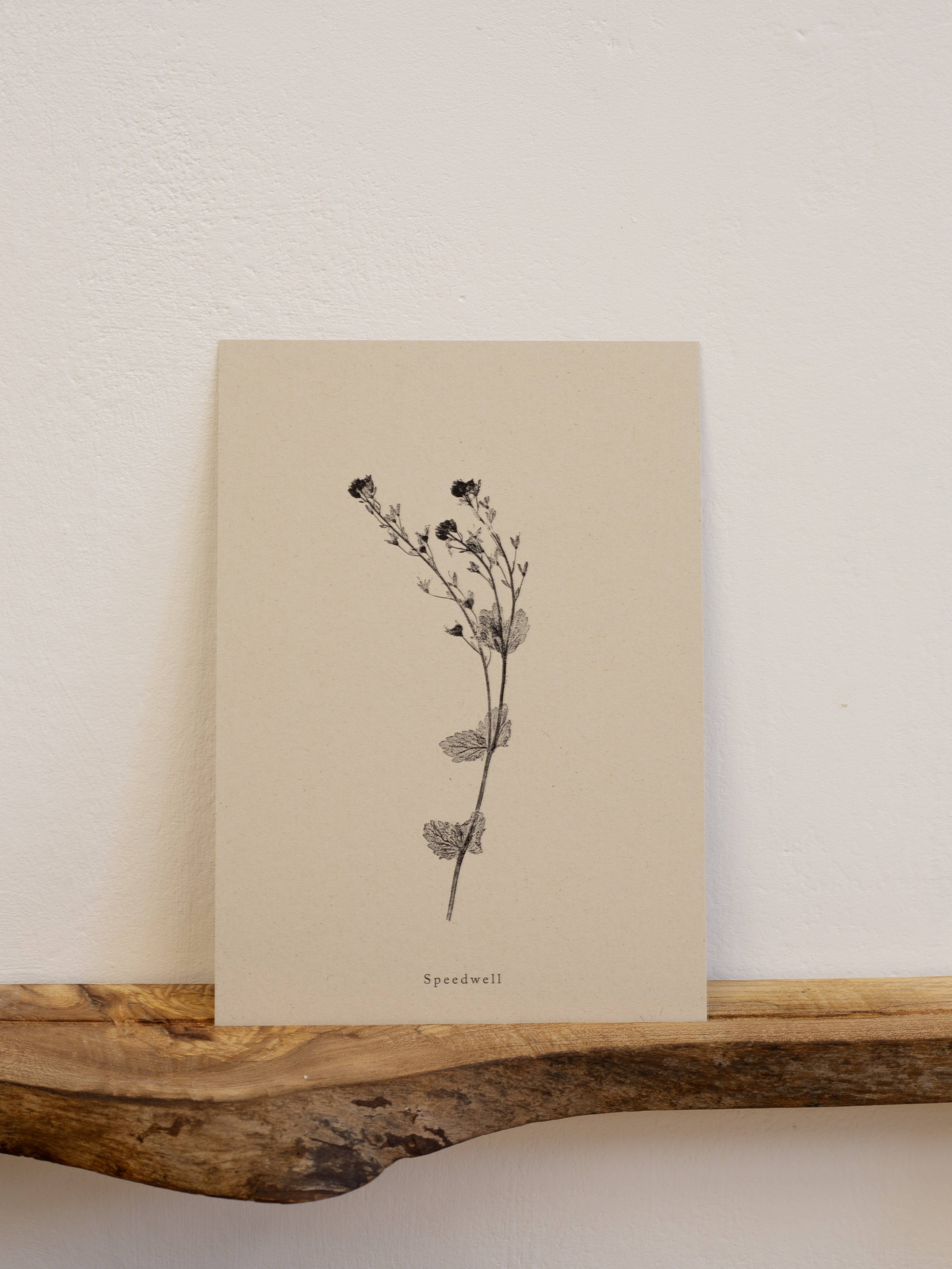 Alicia Breakspear – wholesale Art print – Botanical Art Print A5 A4 A3 Speedwell Flower Print 3