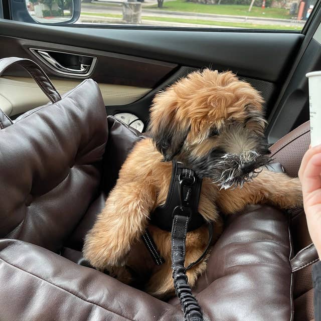 FurRoom - Wholesale Pet Carrier - Cat/Dog - All in One Pet Car Booster Seat, Carrier, Bed for small pets10