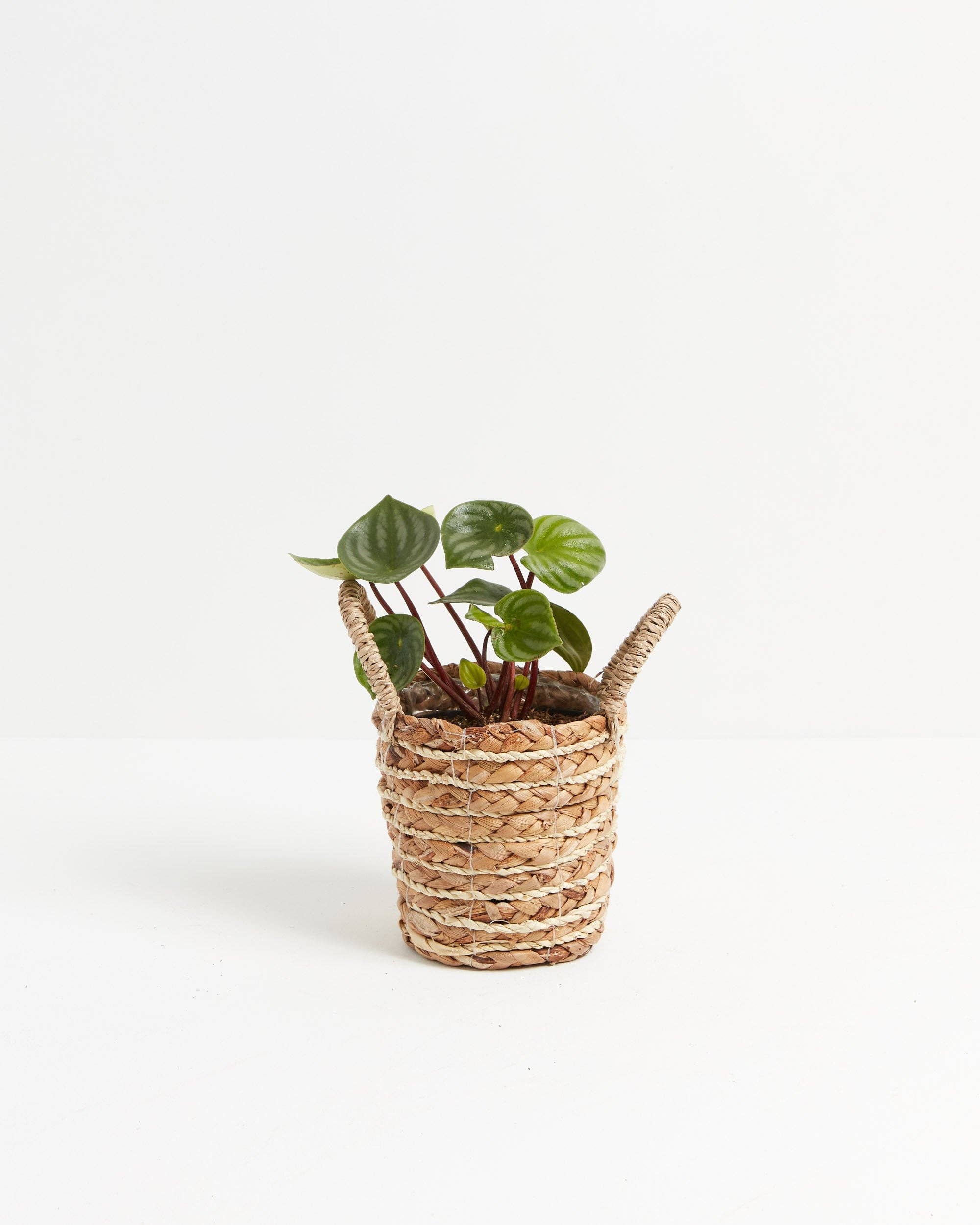 Lively Root - Wholesale Live Plant - Watermelon Peperomia24